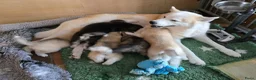 Kruising honden te koop: Alaskan Malamute mix  in Boxtel - Advertentie 3