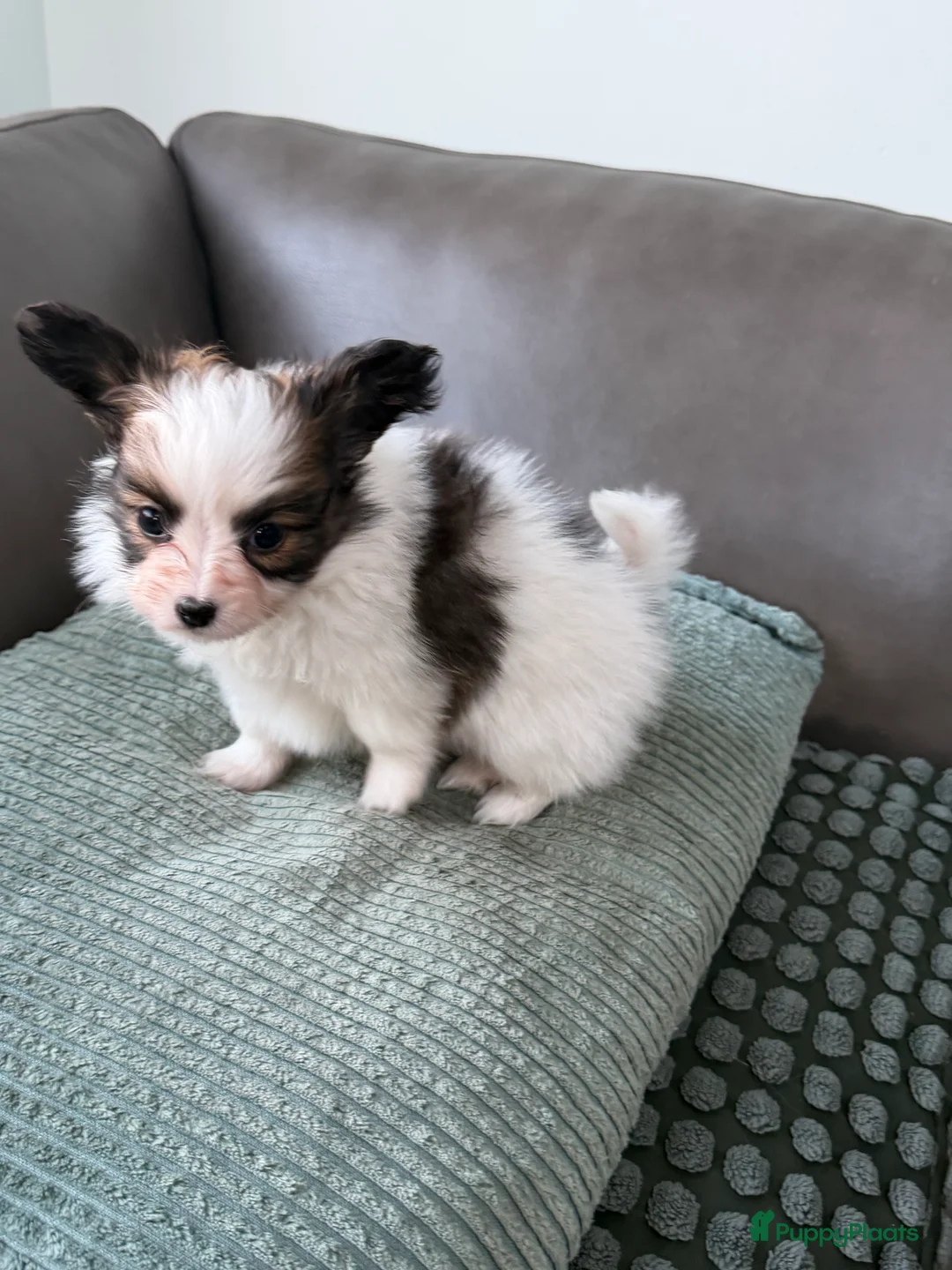 Vlinderhondje honden te koop: Raszuivere Papillon pups - Advertentie 3