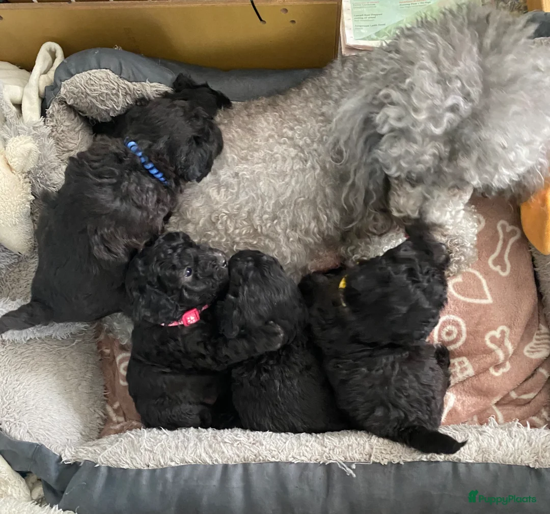 Dwergpoedel honden te koop: Dwergpoedel (zilvergrijs) - Advertentie 1