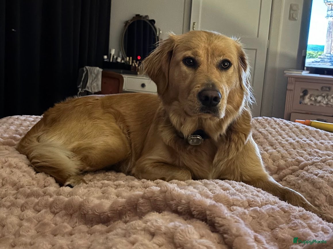 Golden Retriever honden Onze werklijn golden retriever krijgt kleintjes! - Advertentie 1