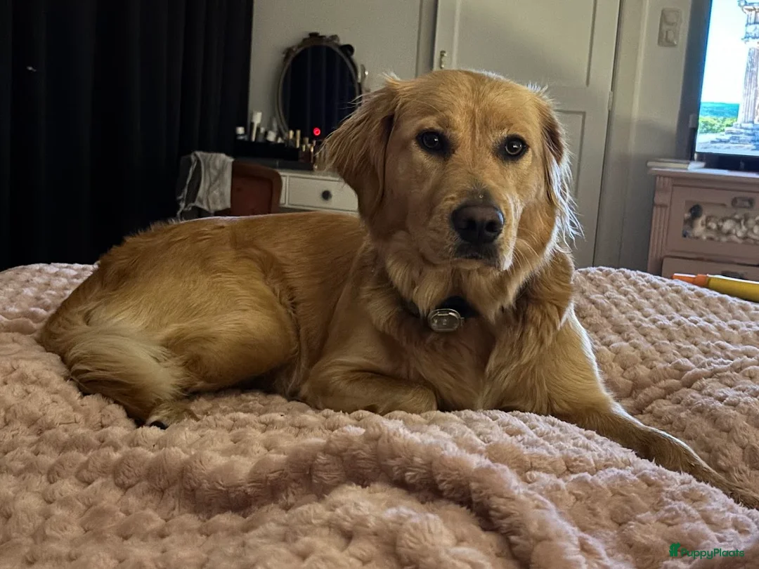 Golden Retriever honden te koop: Onze werklijn golden retriever krijgt kleintjes! - Advertentie 1