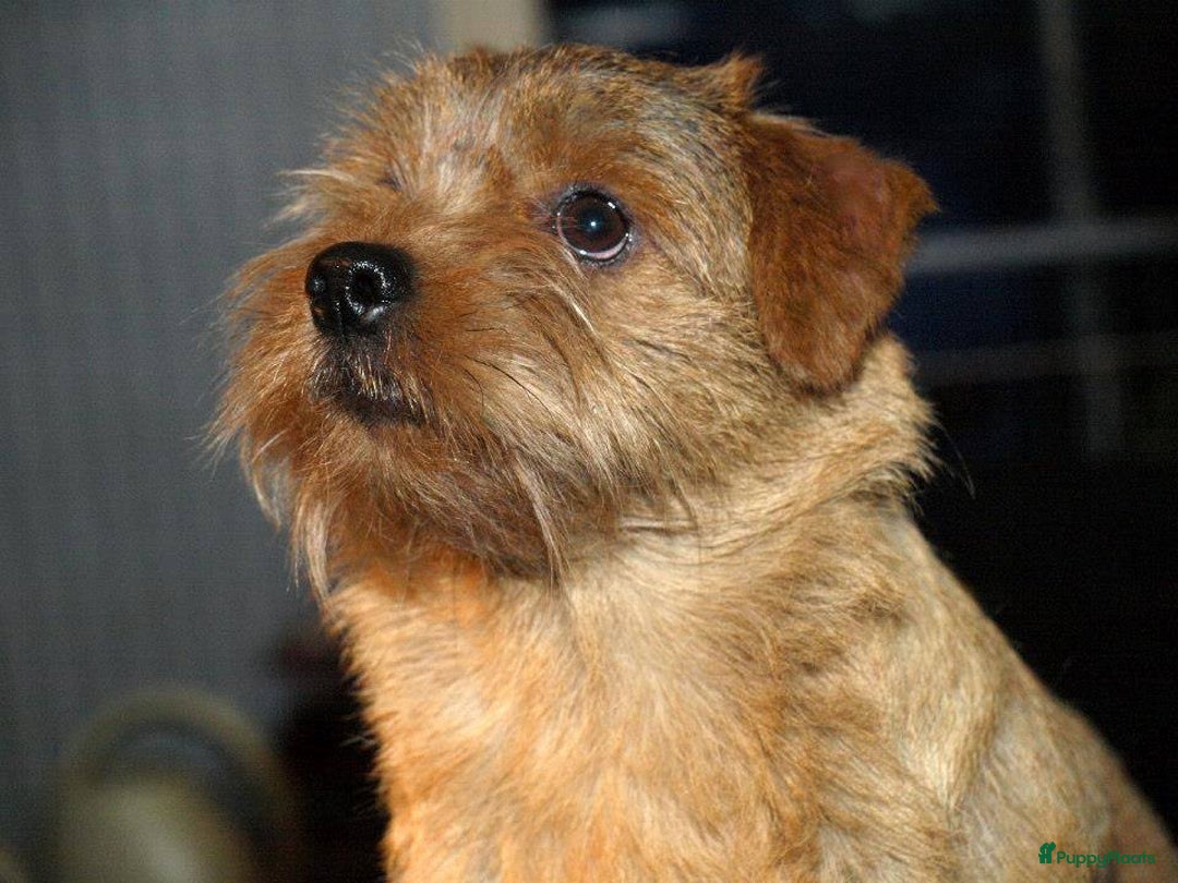 Norfolk Terriër honden te koop: Te koop 2 herplaats Norfolk teefjes - Afbeelding 5