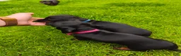 Teckel (korthaar)  honden te koop: Ras zuivere dwerg teckel pups  - Advertentie 11