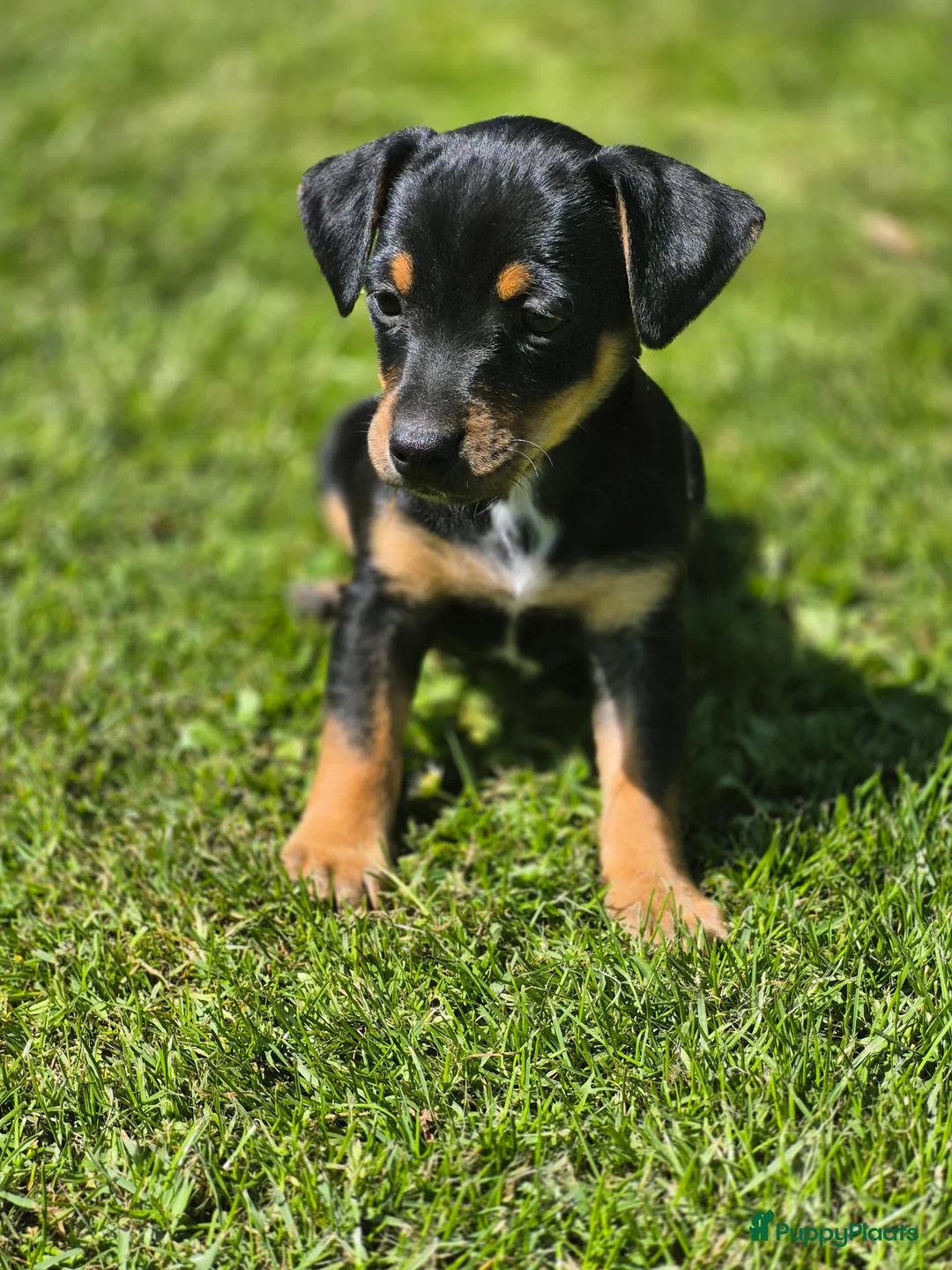 Jack Russel Terriër honden te koop: Jack Russel pups in Riethoven - Advertentie 2