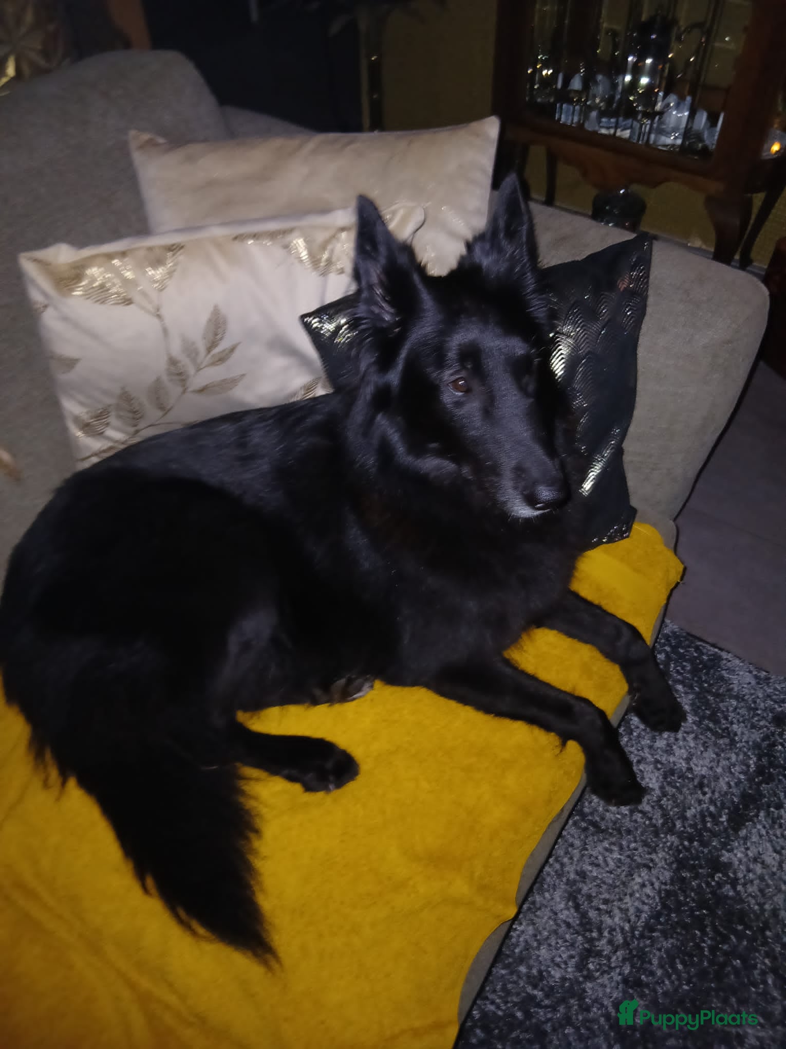 Kruising honden 2 tervurense teefjes pups  - Advertentie 2