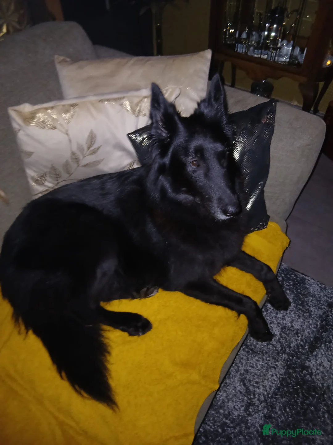 Kruising honden te koop: 2 tervurense teefjes pups  - Advertentie 2