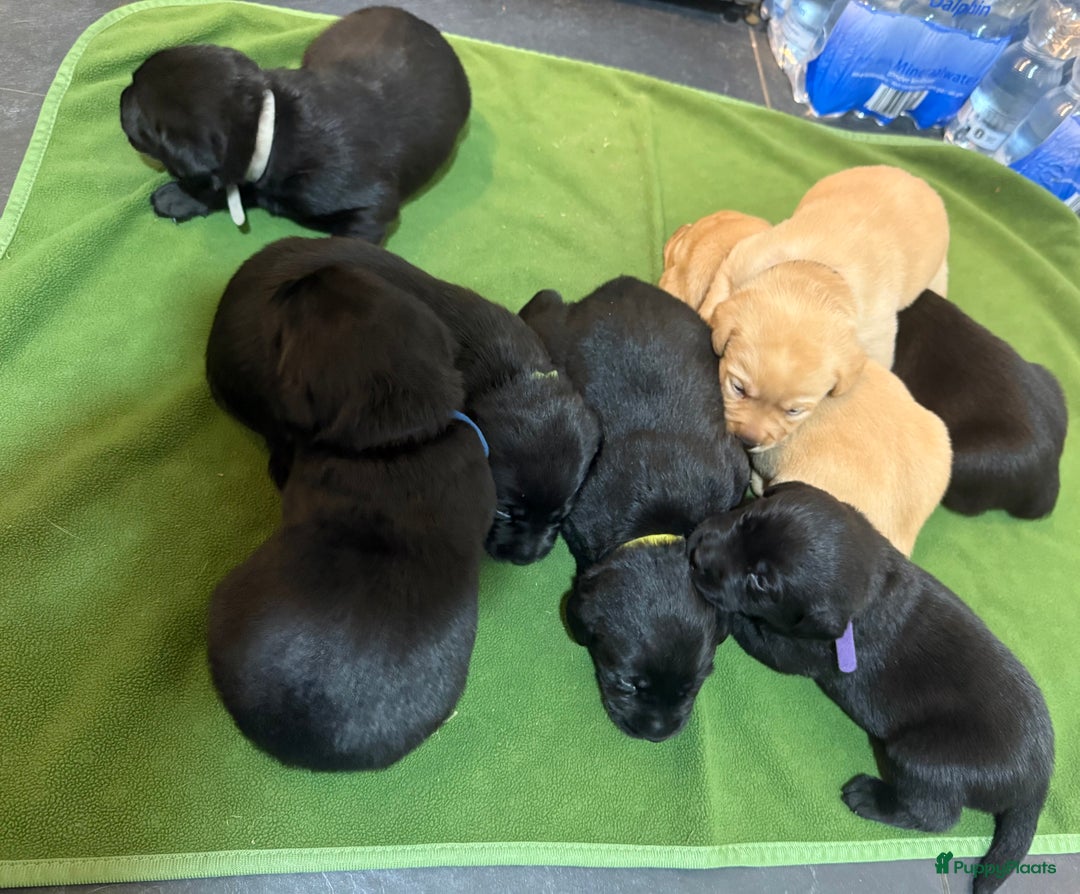 Labrador Retriever honden te koop: Labrador Retriever Pups - Advertentie 18