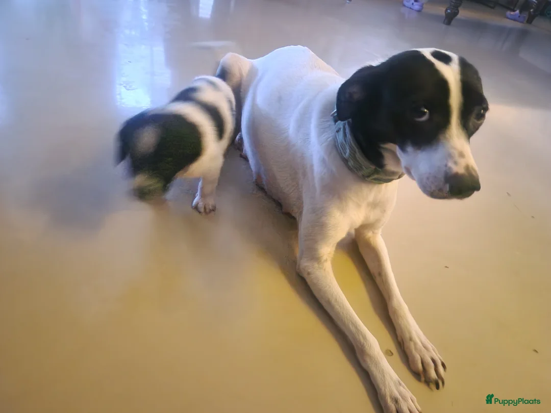 Kruising honden te koop: Labradoodle x Greyhound puppy  - Advertentie 6