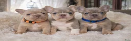 Franse Bulldog honden te koop: Stoere sociaale gezonde fransebuldog pups stamboom in Schaijk - Advertentie 3