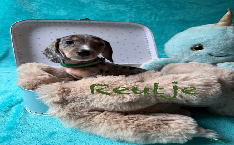 Kruising honden - Advertentie 9
