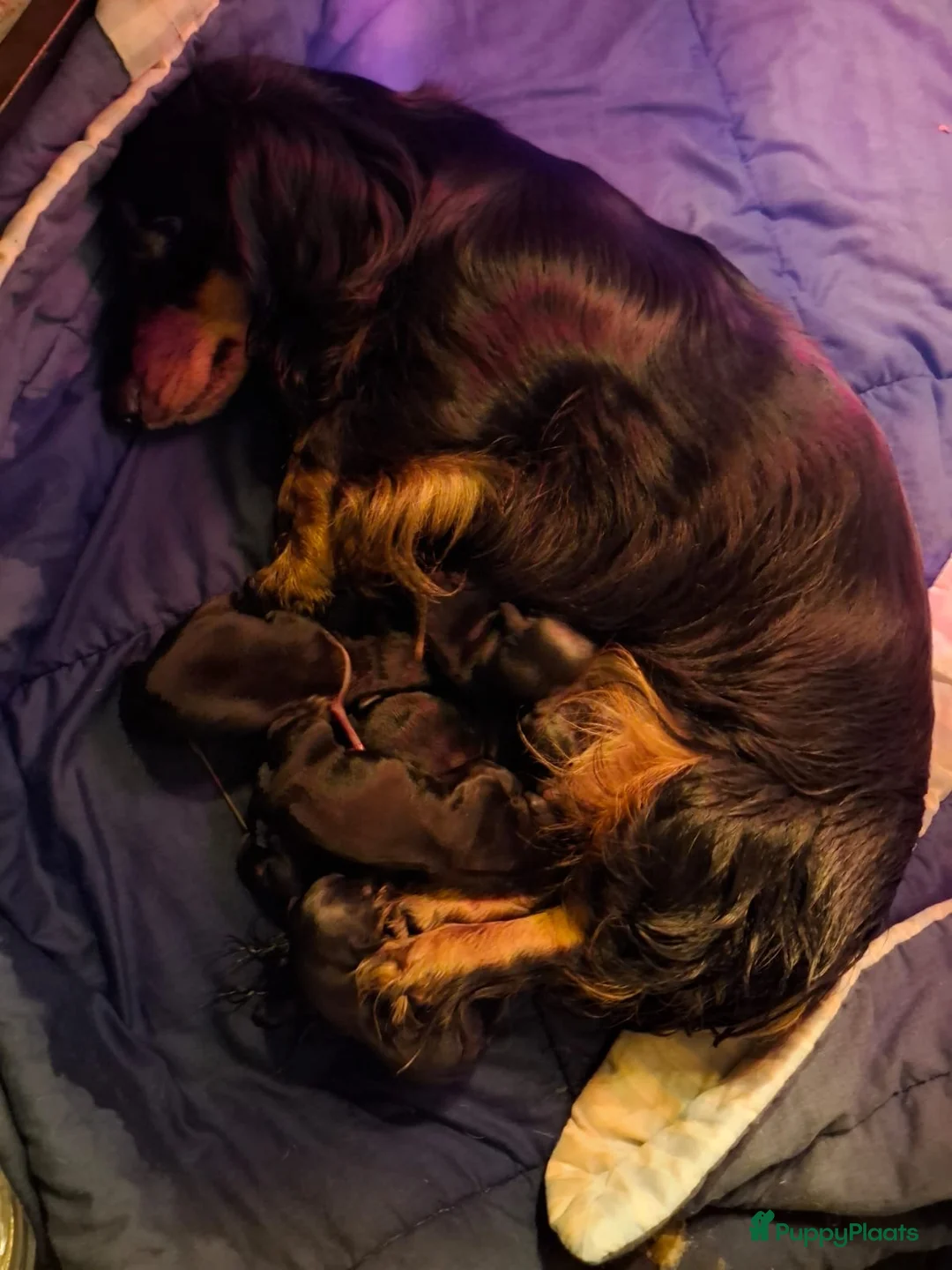 Teckel (langhaar) honden te koop: Leuke standaard langharige teckelpups - Advertentie 12