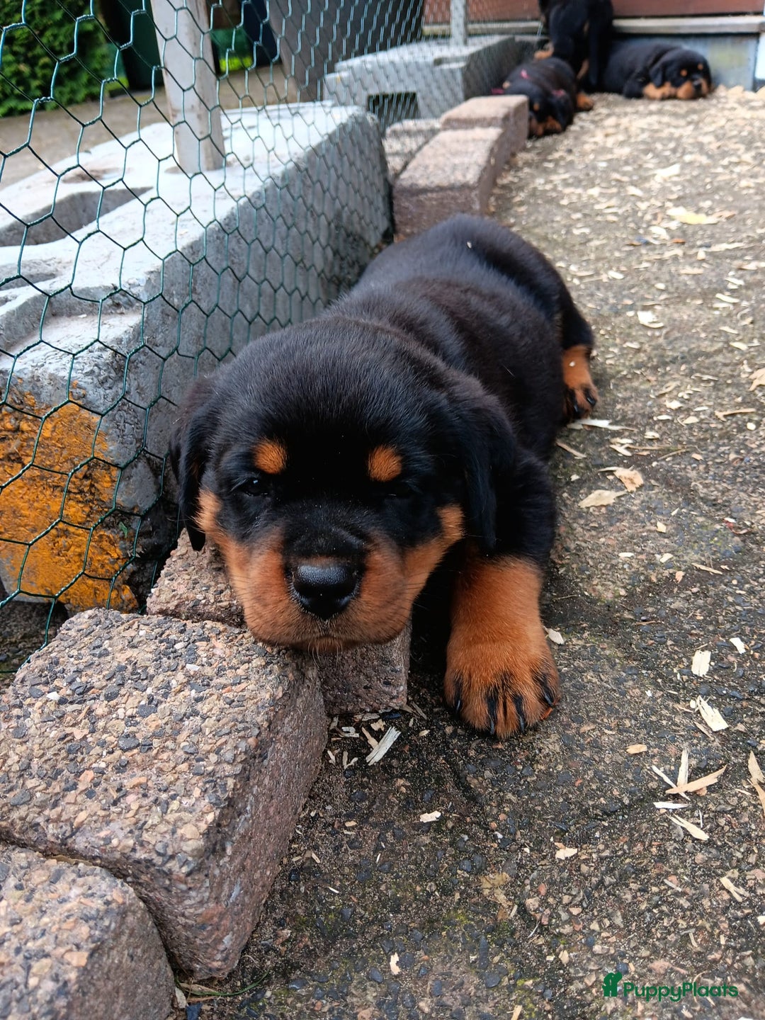 Rottweiler honden te koop: Raszuivere rottweiler pups te koop  - Afbeelding 14