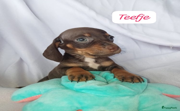 Teckel (korthaar)  honden - Advertentie 2