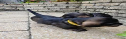 Ruwhaar Teckel honden te koop: Ruwharige teckel pup (standaard) - Advertentie 8