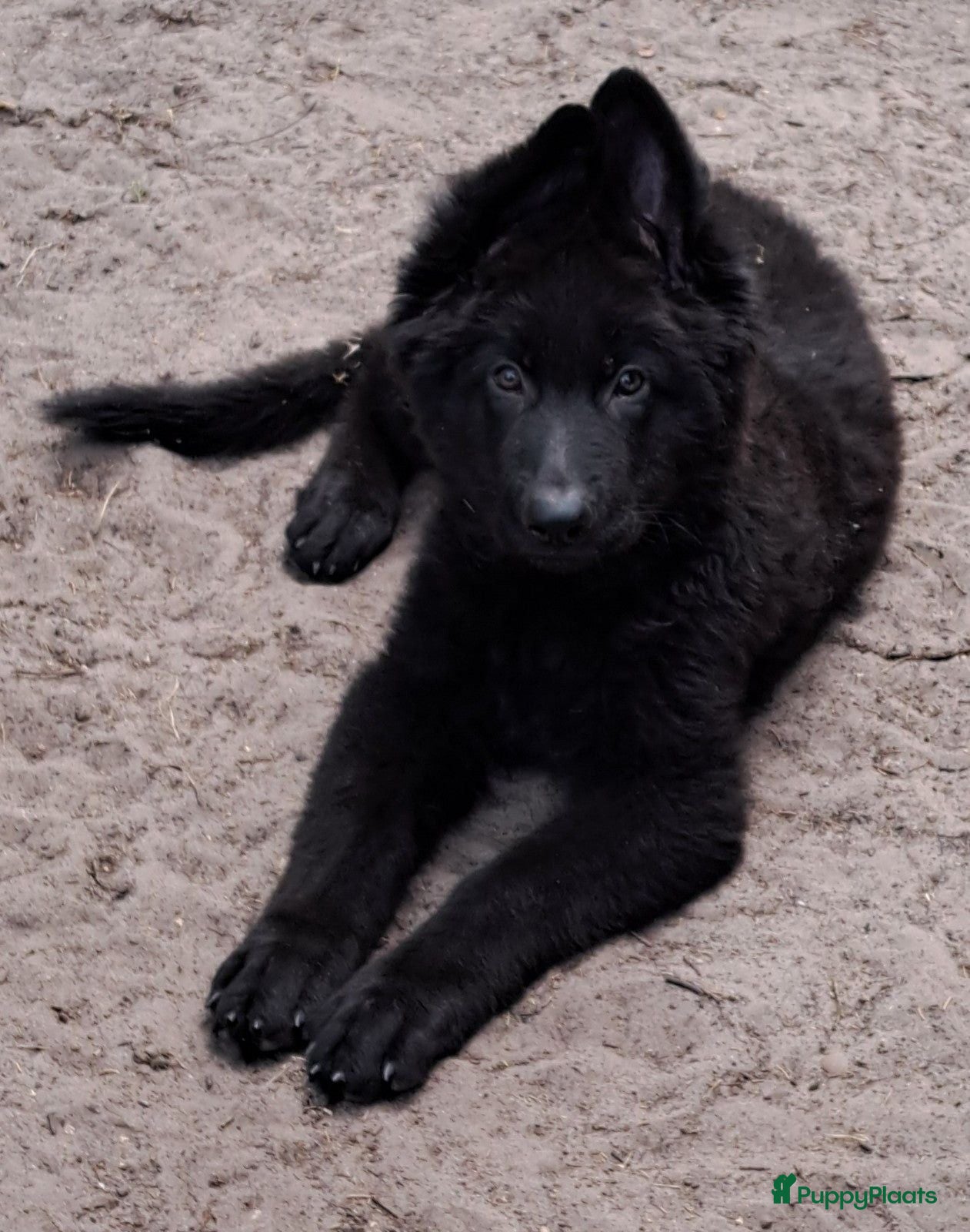 Duitse Herder honden Langstokhaar Duitse Herder puppies zw.en zw/br  - Advertentie 1