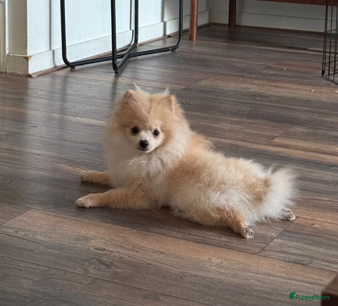 Pomeriaan honden te koop: Prachtige Pomeriaan pups  - Advertentie 2