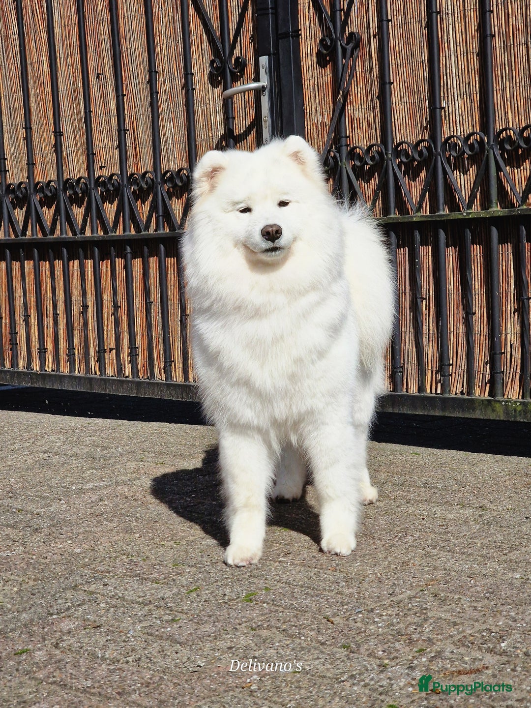 Samojeed honden te koop: Lief Samojeed meisje beschikbaar  - Advertentie 8