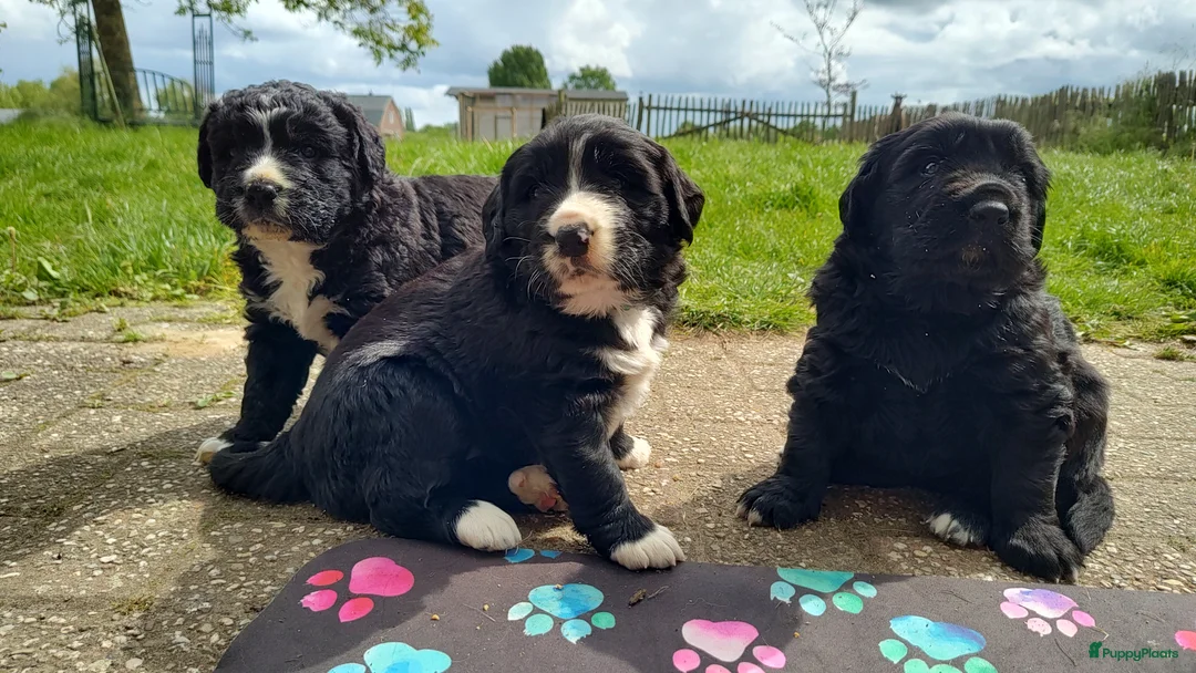 Kruising honden te koop: Mooie pups Berner kruising wetterhoun  - Advertentie 1