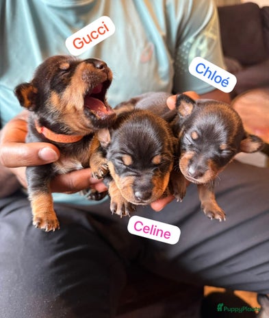 Jack Russel Terriër honden - Advertentie 7