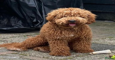 Kruising honden - Advertentie 2