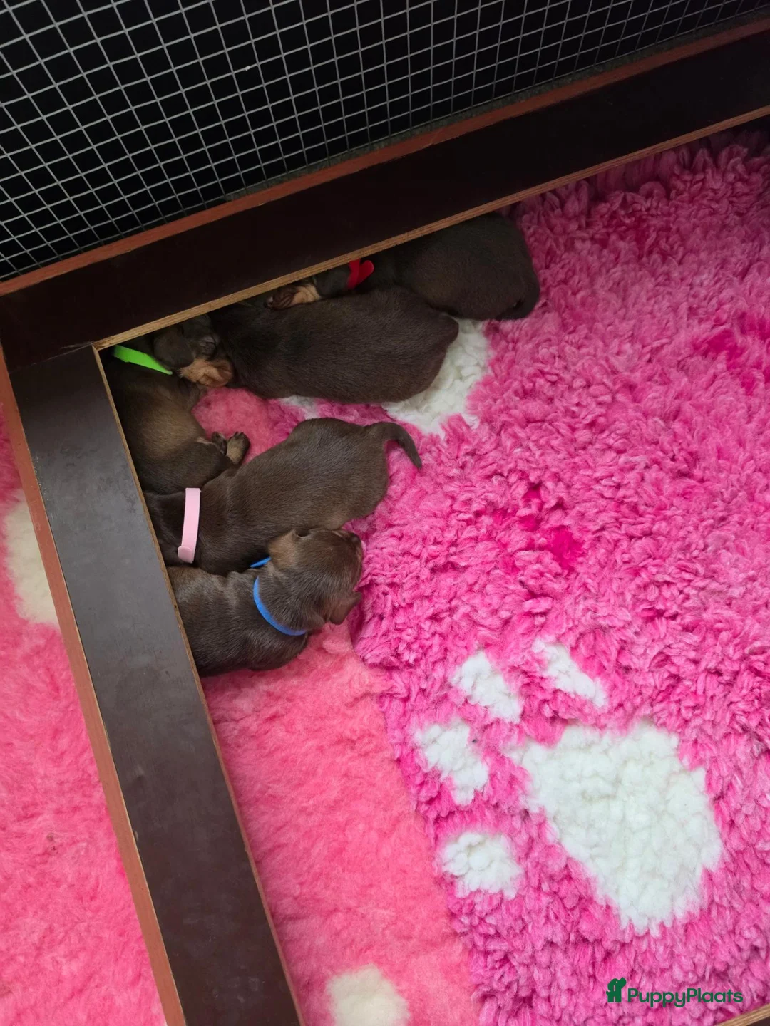 Ruwhaar Teckel honden te koop: Chocotan ruwharige prachtige pups !!!! - Advertentie 2