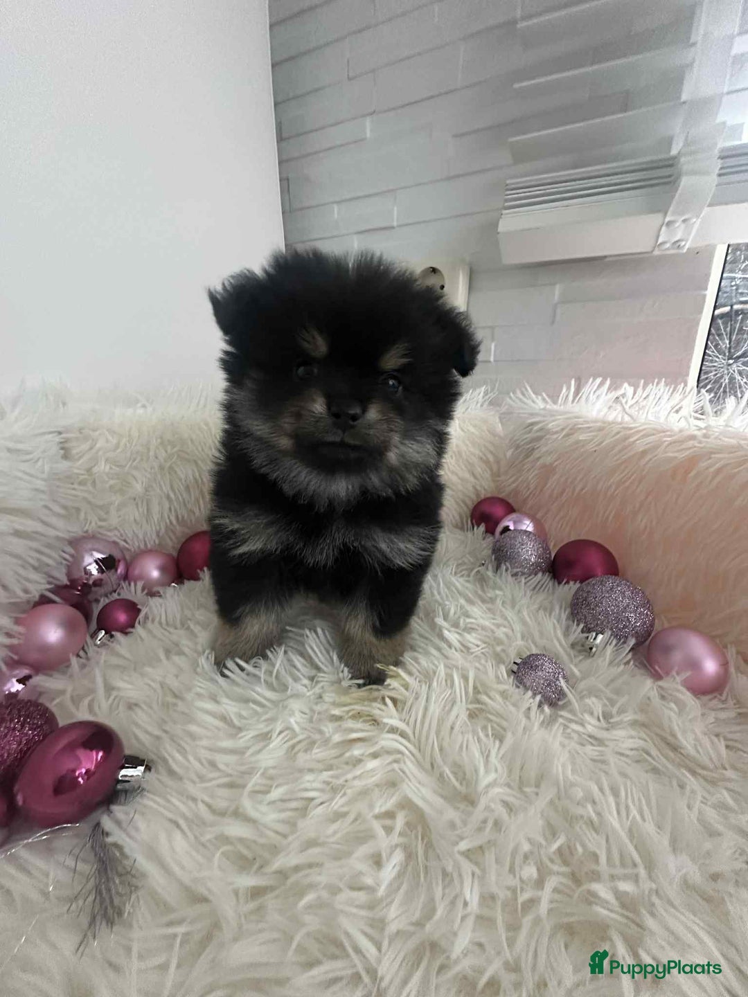 Pomeriaan honden te koop: mini pomeriaan - Advertentie 8