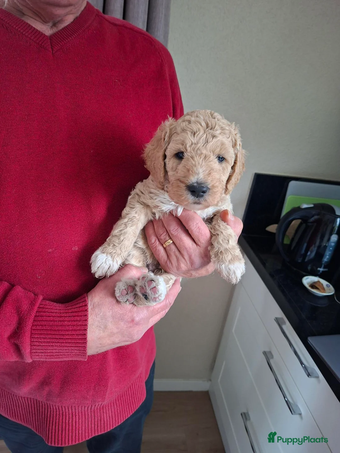 Labradoodle honden te koop: Labradoodle pups medium - Advertentie 7