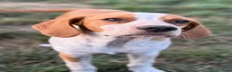Duitse Staande Hond Draadhaar honden ter adoptie: Herbert - Advertentie 5