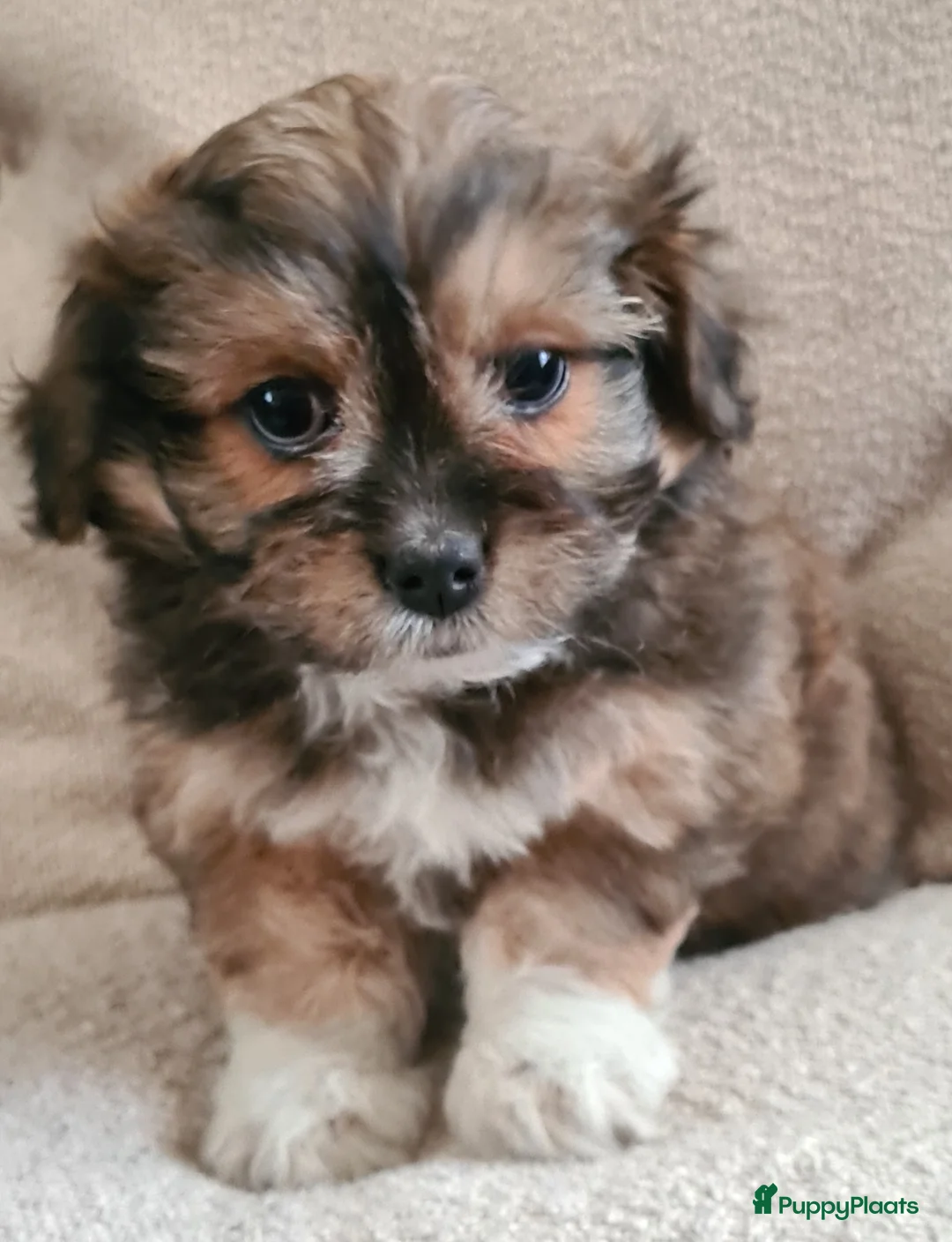 Maltipom honden te koop: Prachtig Lieve,shipom in ons gezin opgegroeid - Advertentie 30