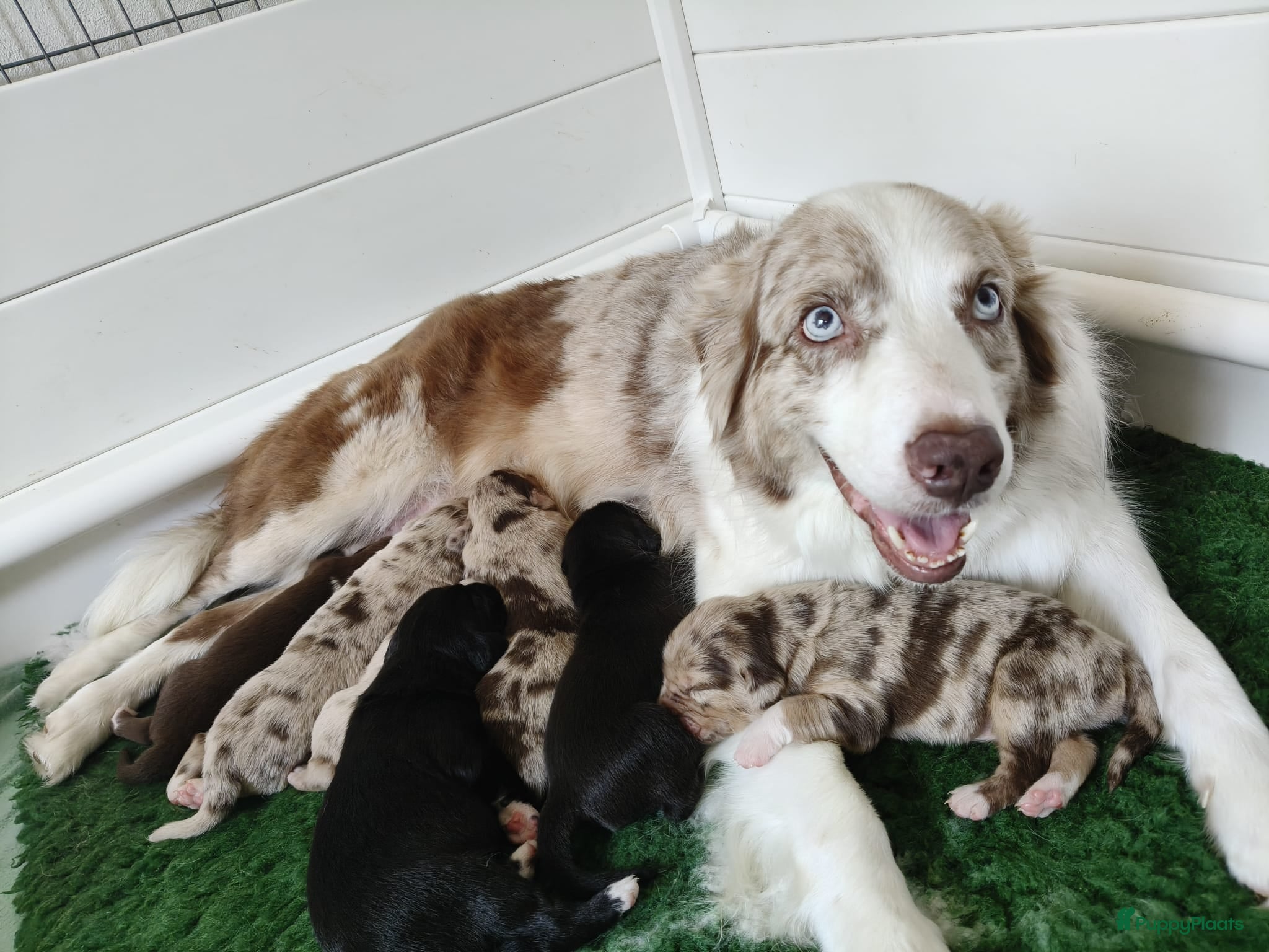 Kruising honden Australische herder x golden retriever pup - Advertentie 2