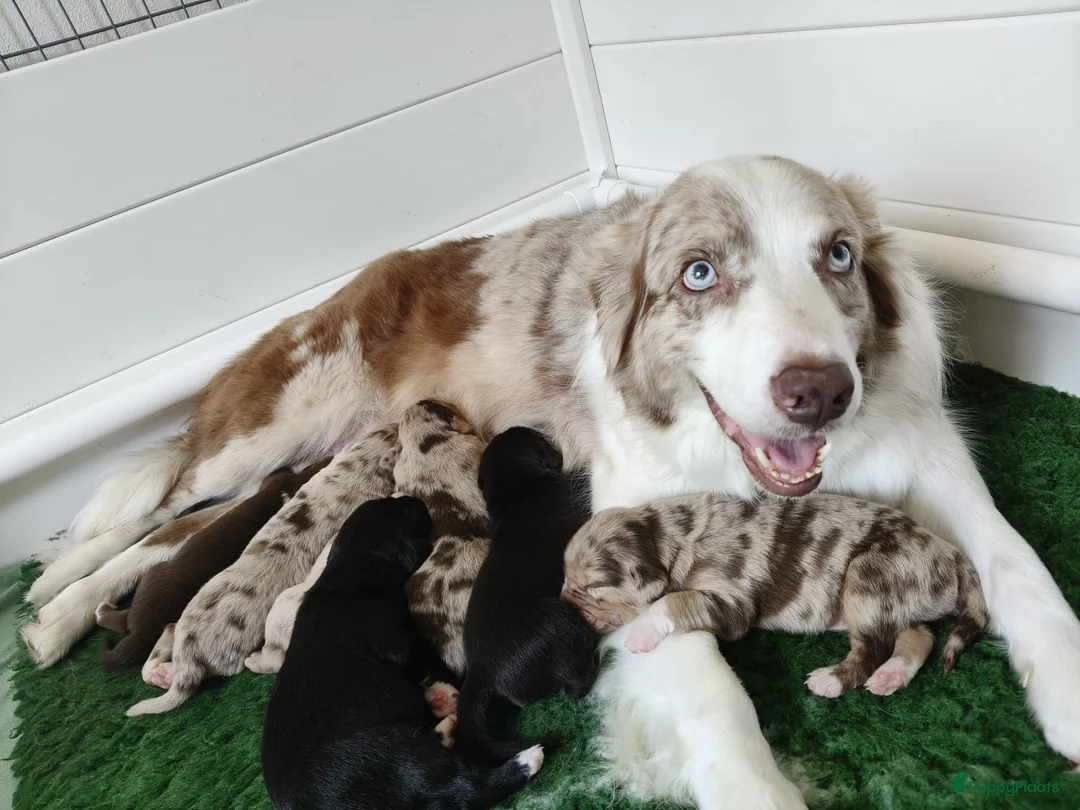 Kruising honden te koop: Australische herder x golden retriever pup in Udenhout - Advertentie 1