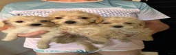 Kruising honden te koop: Chipoo Lieve rustige X toy poedel en chiwawa in Eindhoven - Advertentie 12