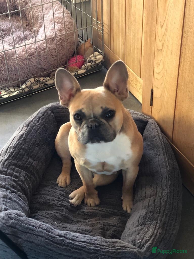 Franse Bulldog honden Franse Bulldog (5jaar) - Advertentie 1