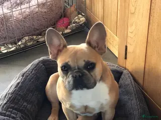Franse Bulldog honden Franse Bulldog (5jaar) - Advertentie 1