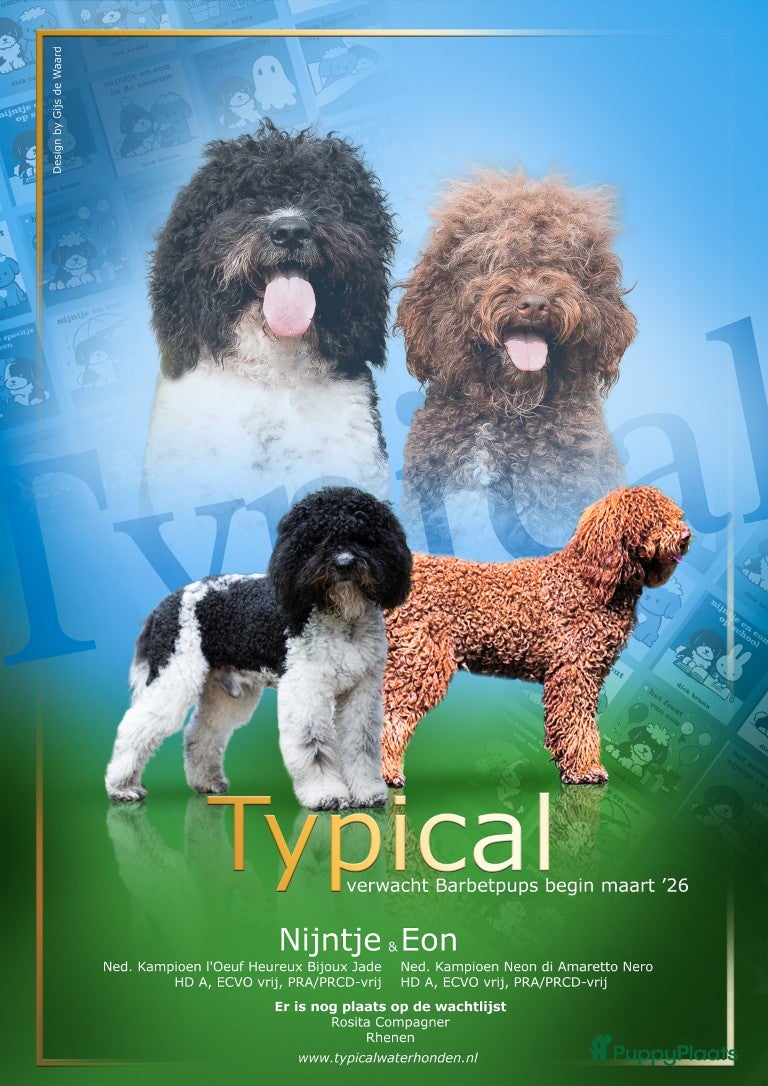 Barbet honden Barbetpups verwacht! - Advertentie 1