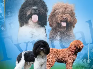 Barbet honden Barbetpups verwacht! - Advertentie 12