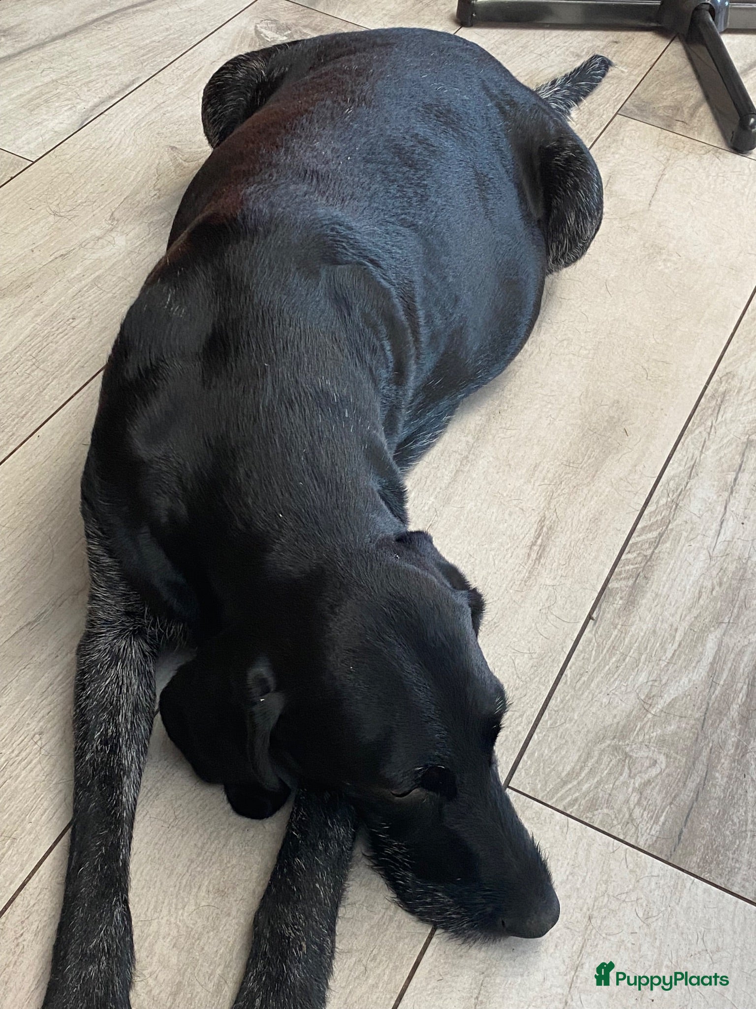 Duitse Staande Hond Draadhaar honden Duitse staande draadhaar pups  - Advertentie 10