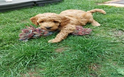 Poedel honden te koop: Raszuivere middenmaat poedelpups - Afbeelding 5