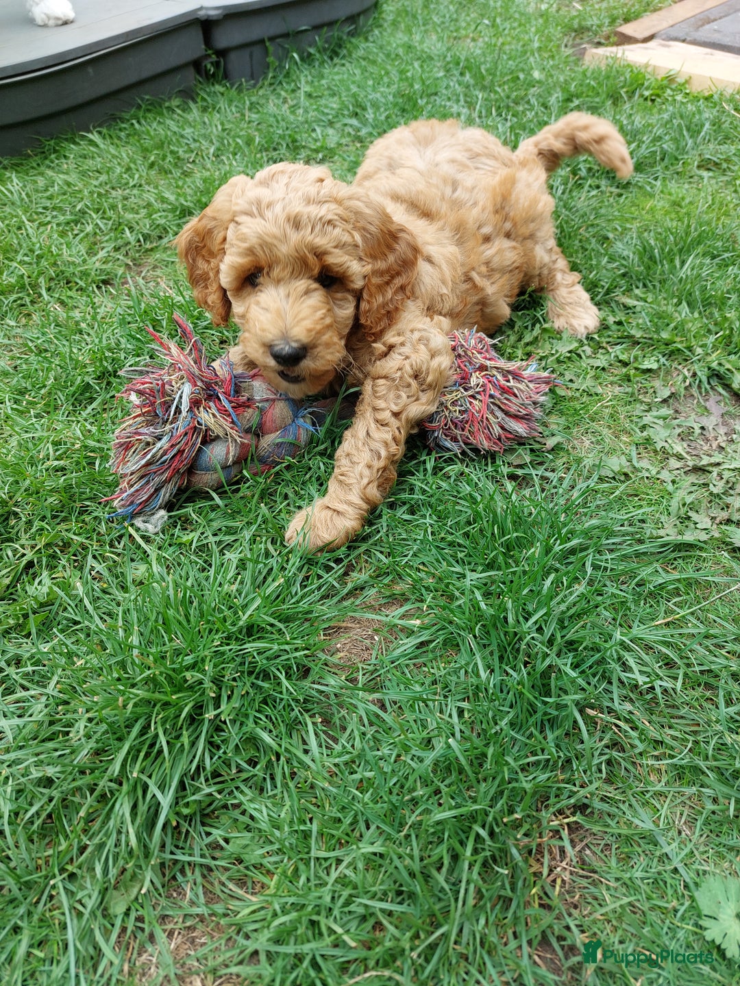 Poedel honden te koop: Raszuivere middenmaat poedelpups - Afbeelding 5