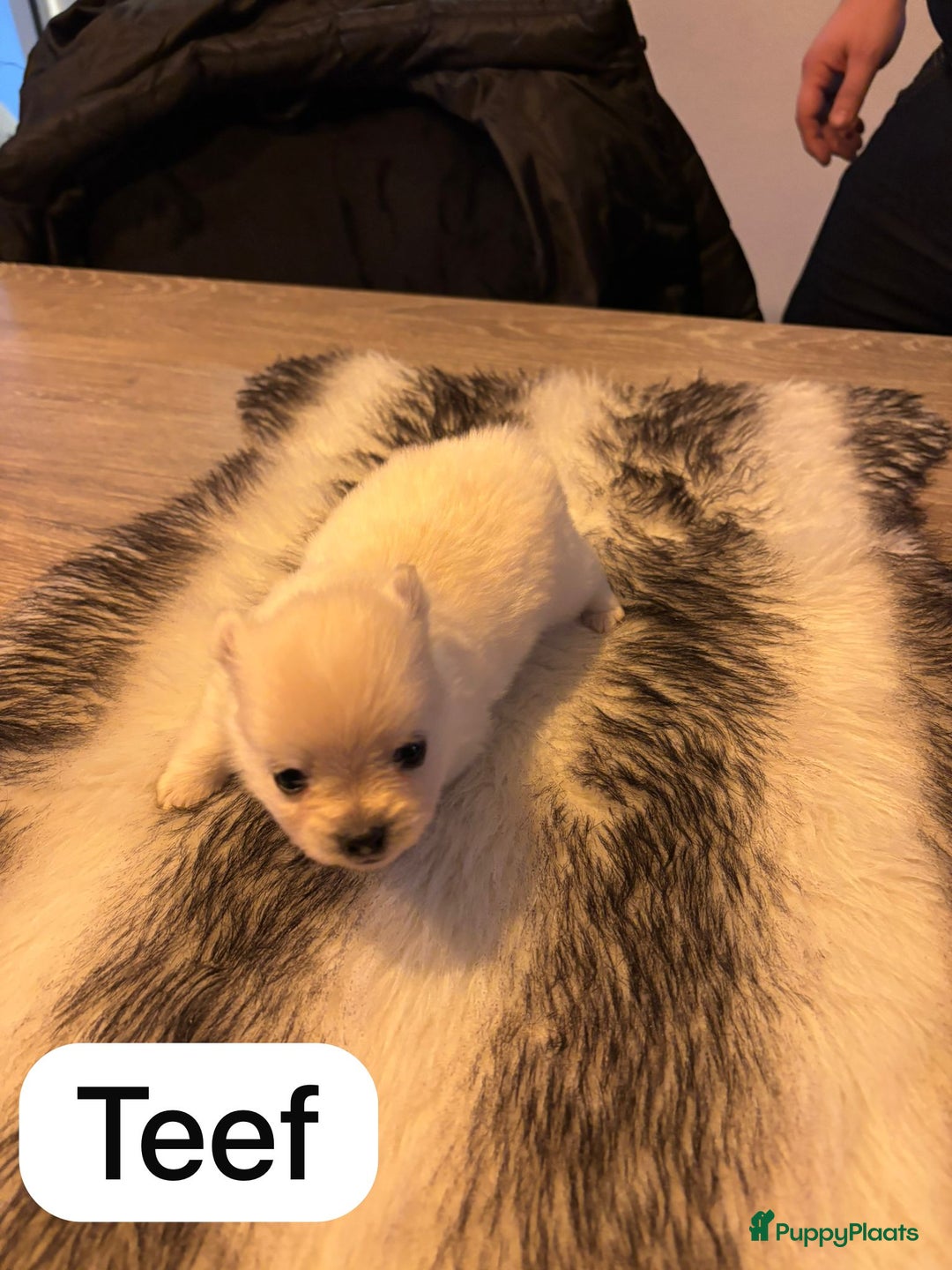 Pomeriaan honden te koop: Pomchi pups - Advertentie 2