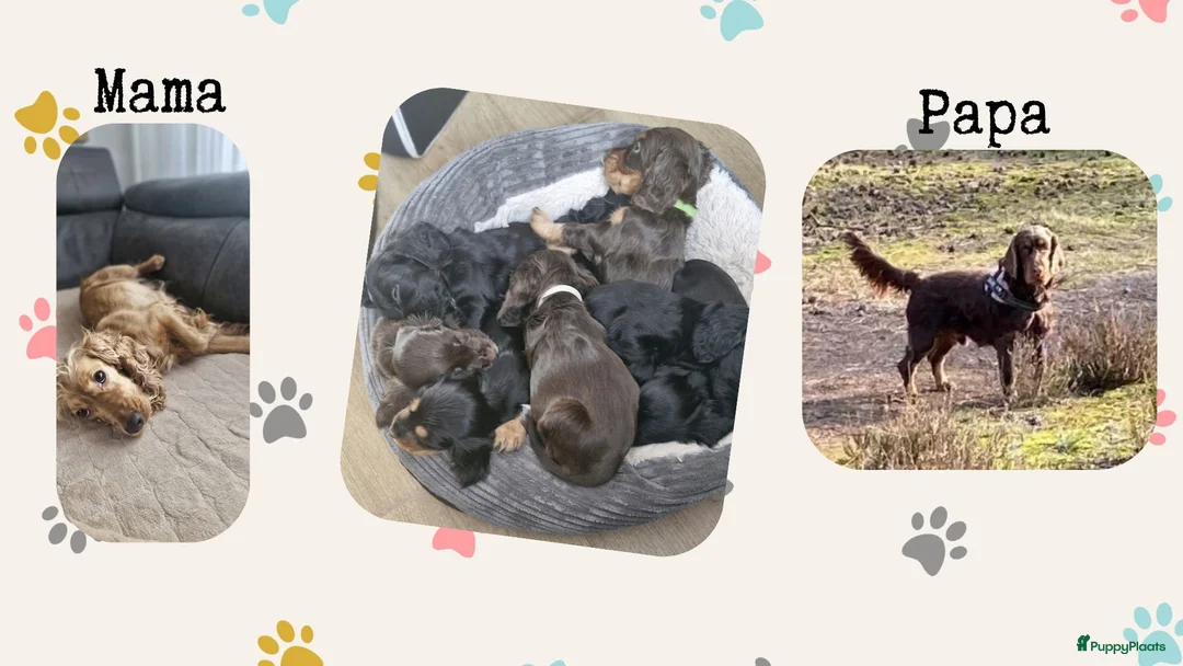 Engelse Cocker Spaniel honden te koop: Cocker Spaniel pup - Advertentie 3