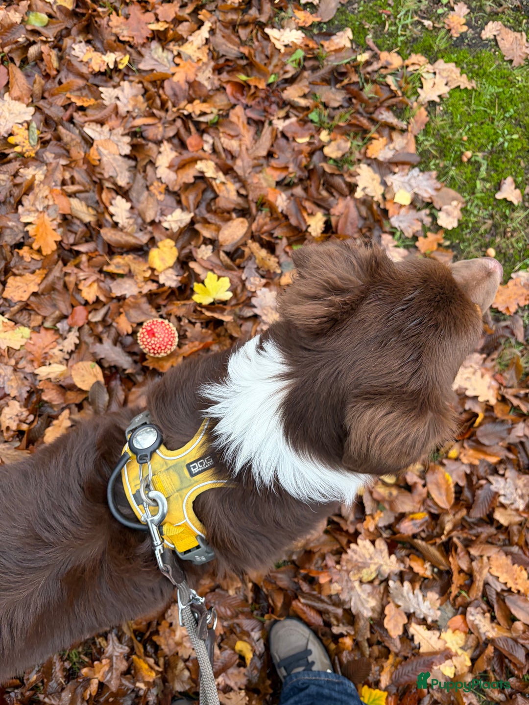 Australian Shepherd honden te koop: Australian Shepherd Bobbi - Advertentie 5