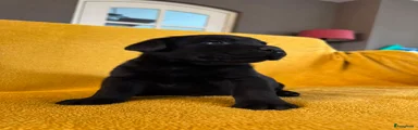 Labrador Retriever 4