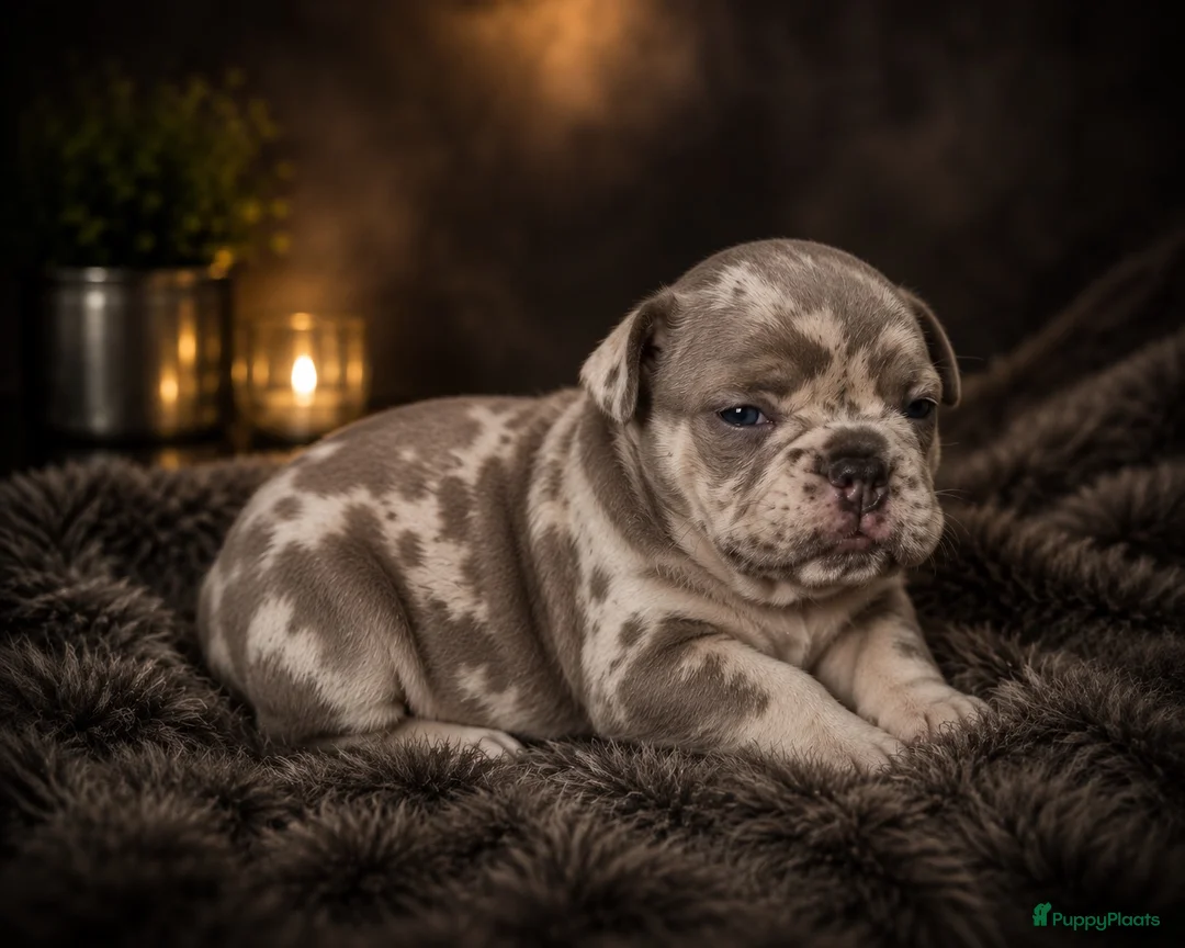Franse Bulldog honden te koop: Franse bulldog pups - Advertentie 6