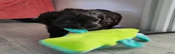 Kruising honden te koop: Prachtige pups - Advertentie 18
