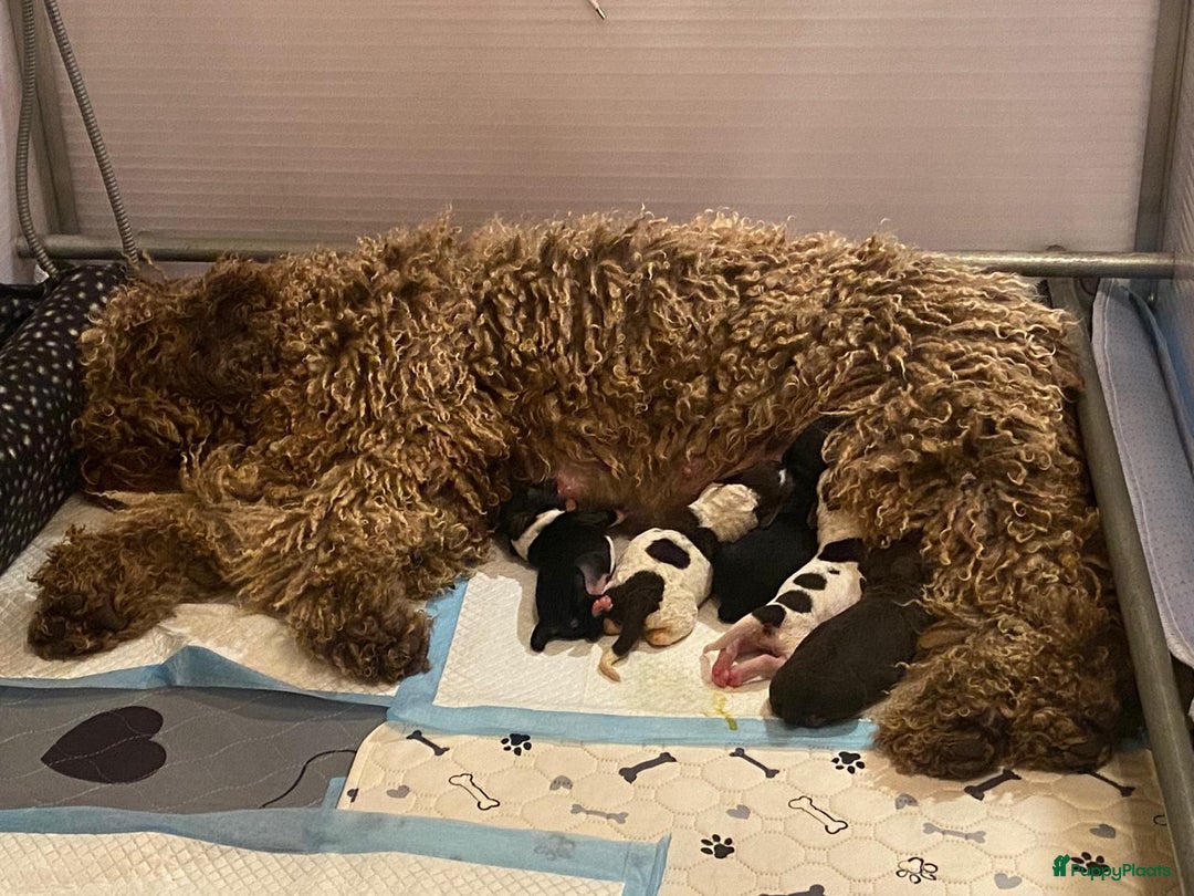 Spaanse Waterhond honden te koop: Spaanse Waterhond Puppy beschikbaar - Advertentie 11