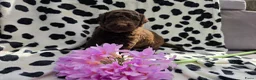 Labradoodle honden te koop: Super fijne multigen half Australian doodles🥰 - Advertentie 12