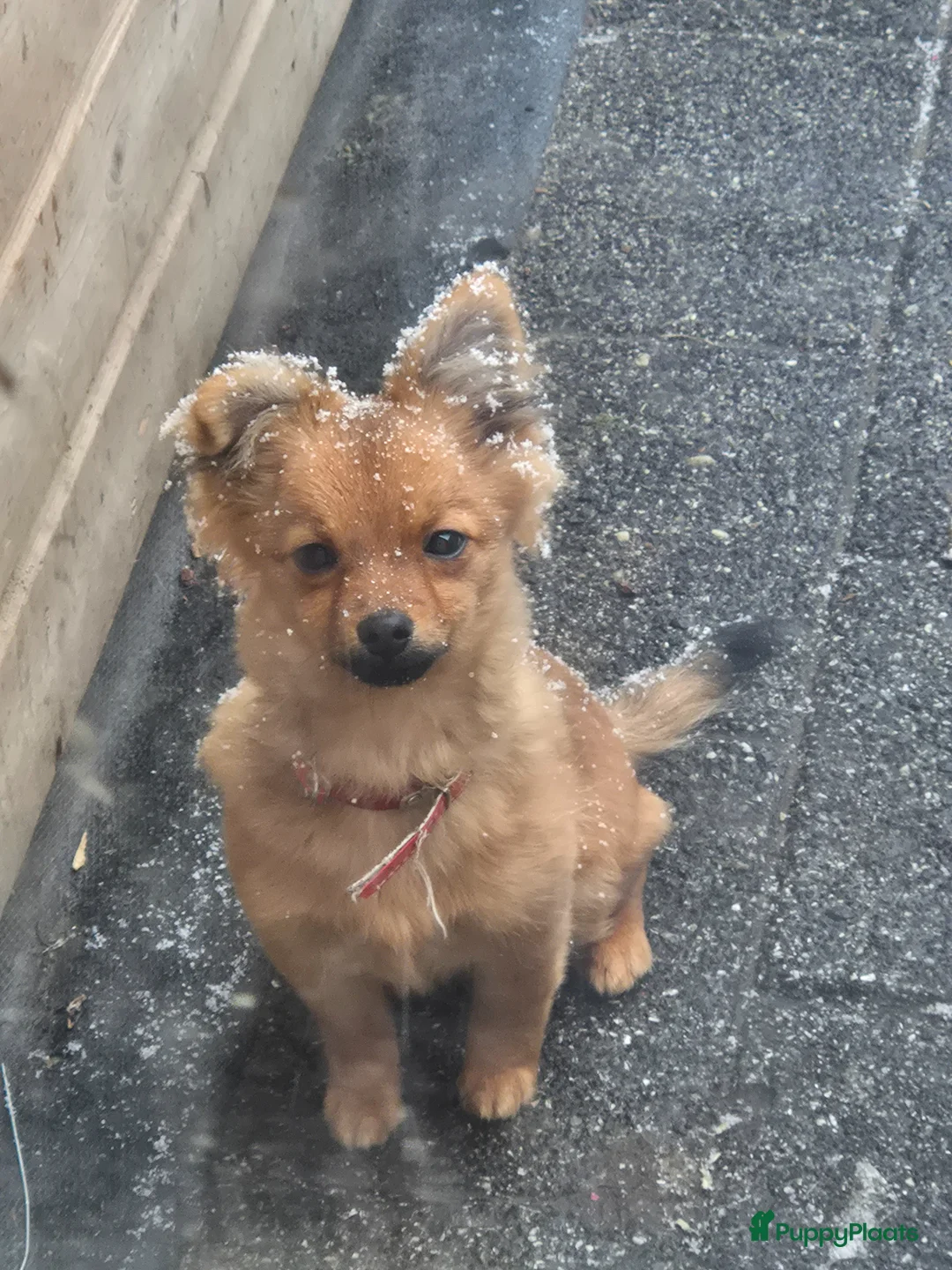 Kruising honden te koop: Lieve kruising in Panningen - Advertentie 2