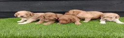 Labradoodle honden te koop: Super schattige labradoodle pups te koop! - Advertentie 5