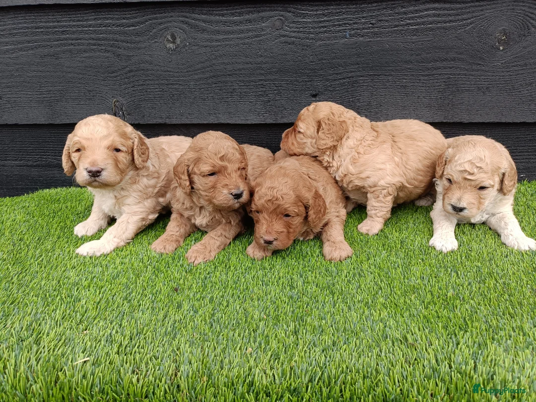 Labradoodle honden te koop: Super schattige labradoodle pups te koop! - Advertentie 5